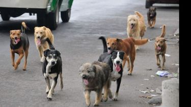 CADA VEZ MÁS. Perros callejeros, problema en aumento en Pilar..