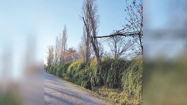 Vamos a esperar que el árbol le caiga en la cabeza a alguien? Desde hace más de 1 año se encuentra así, pertenece al Colegio Santa María sobre Champagnat. Lo sostienen los cables. Sebastián Marquart / @Sebach18..