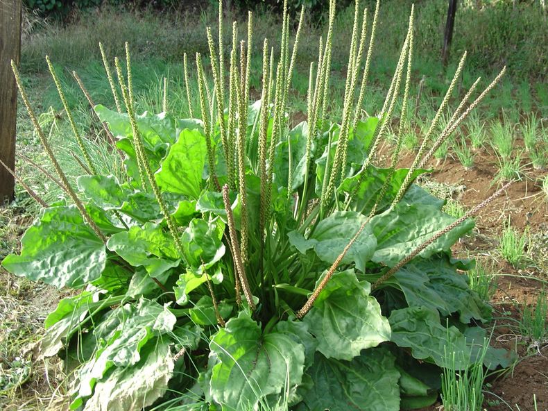 Llantén, la planta medicinal del signo de Cáncer. Foto. Blobspot.com..jpg