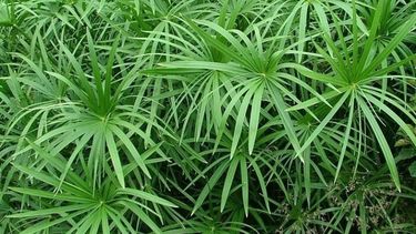 conoce la ?palmera? perfecta para tu casa
