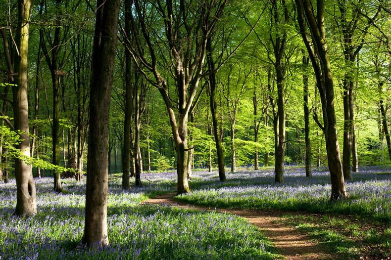 Es importante concientizar sobre la importancia de los árboles para el cuidado del ambiente. Foto: Pinterest..jpg