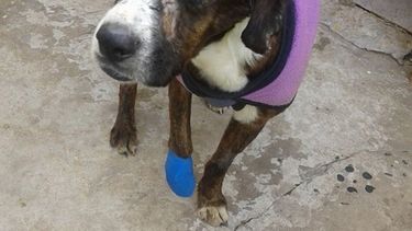 Chico, en adopción