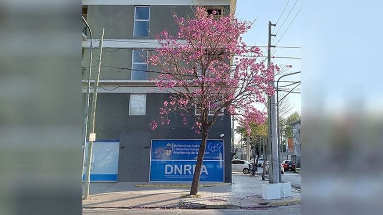 Un colorido árbol lapacho rosado en #Pilar, Tomás Márquez esquina Silvio Braschi. Ma. Florencia / @FlorSriLanka..