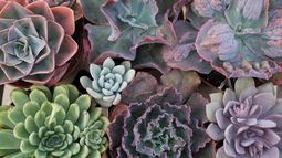 5 Echeverias que atraen la buena suerte