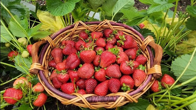 En Florencio Varela rebalsan los canastos con frutillas. (Cronos)..jpg