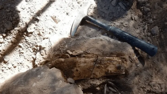 Investigadores del CONICET descubrieron una nueva especie de dinosaurio en Río Negro