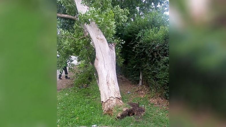 Cayó árbol de cuajo en Los Narcisos (barrio Los Cachorros) y el vecino quiere agradecer a la Municipalidad por venir rápidamente a sacarlo. Muchísimas gracias Gastón Carabajal y Territorial Novena, vamos por más! Adriana García..