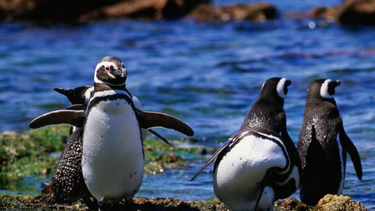 ecocidio en chubut: condenaron al responsable de la matanza de mas de 100 pingüinos