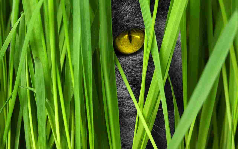 Los gatos y los perros sufren las picaduras de los mosquitos. (vidaconmascotas.com)..png