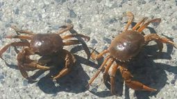 EXTRAÑA PRESENCIA. Los cangrejos hallados en la calle..