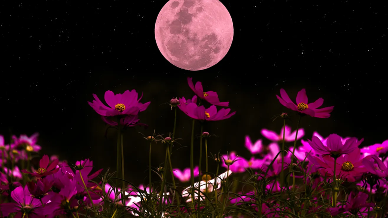 La Luna Rosa invita a un profundo trabajo espiritual. (Shutterstock).webp