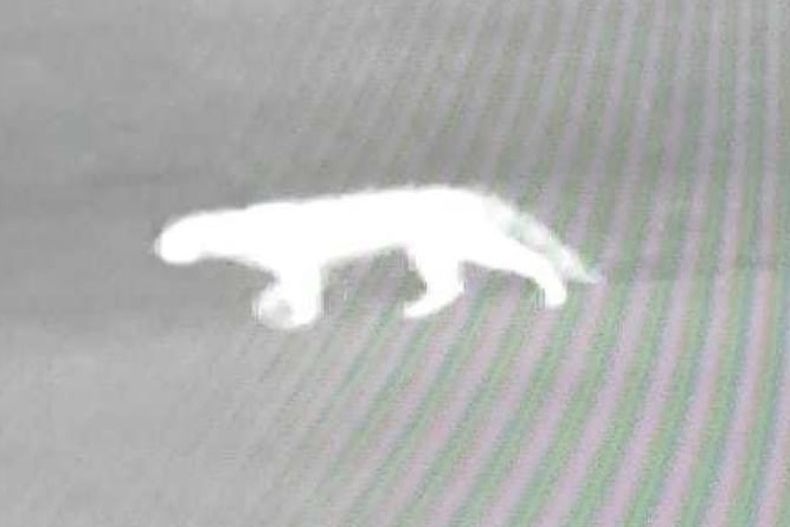 El animal detectado por las cámaras en Mayling. Sería un puma o un gato montés de gran tamaño.