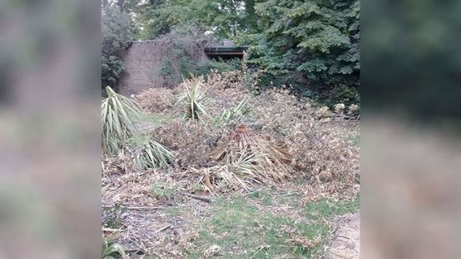 Soy a quien se le cayó el árbol del arbolado urbano dentro de su terreno. El sábado se cumplió un mes de la tormenta que ocasionó la caída y si bien el Municipio vino, cortó el árbol y retiró los troncos aún no han venido a retirar todas las ramas más chicas con sus hojas que ya secas constituyen un peligroso foco para un incendio.Espero que el Municipio cumpla con su obligación de cuidar y salvaguardar no solo el arbolado urbano sino también la integridad de los pilarenses. Oscar Bianco. .