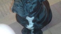 Buscan a una perra bulldog francés