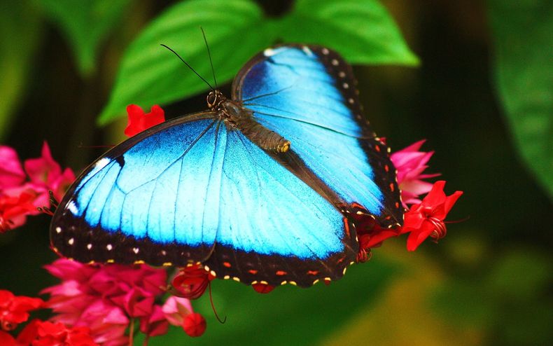 Generar espacios verdes y promover la biodiversidad. (fotoblogx.com)..jpg