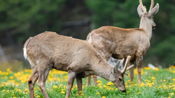Para preservar al huemul, Argentina y Chile desarrollan el primer corredor Trasnacional