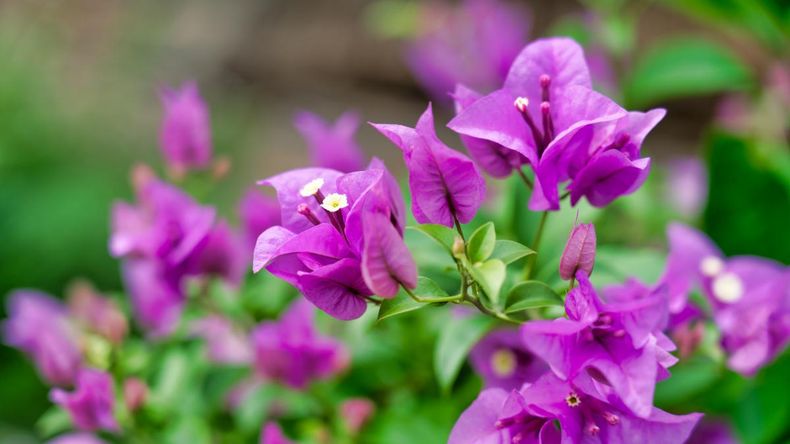 Buganvilla, la planta arbustiva más espectacular para el jardín. (La Vanguardia)..jpeg