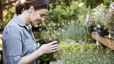 conoce los secretos de las plantas aromaticas