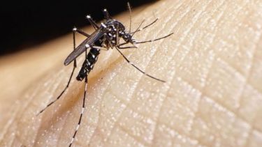 como prevenir el dengue y cuales son los sintomas