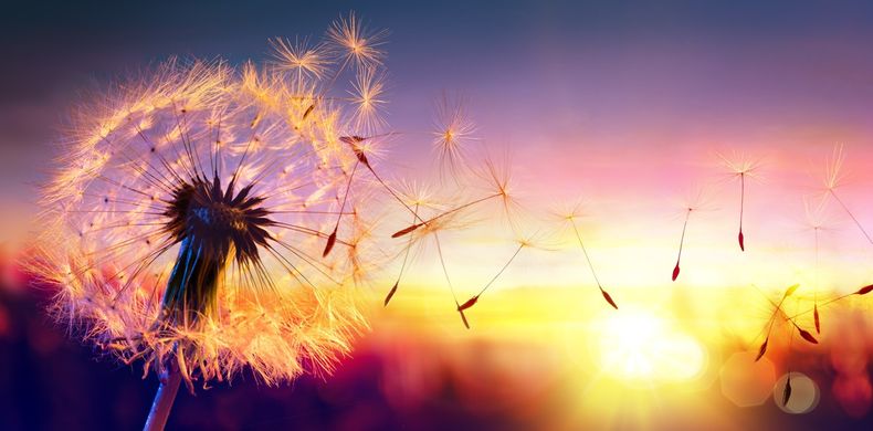 ¿Cuándo comienza la primavera? (Shutterstock).