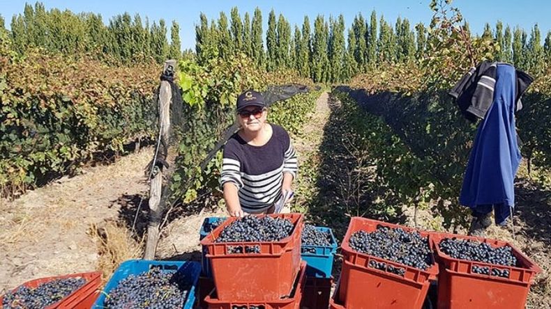 MANOS A LAS UVAS. Gloria Galvagno en su finca, donde nacen sus vinos “Solo ella” y “Felicitas”,.
