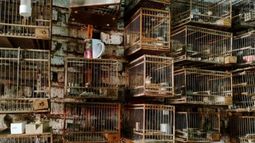 Las 113 aves fueron rescatadas de una vivienda de Moreno. Las 113 aves fueron rescatadas de una vivienda de Moreno.