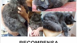 Rufus, gato perdido