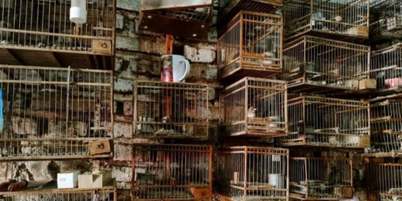 Las 113 aves fueron rescatadas de una vivienda de Moreno.