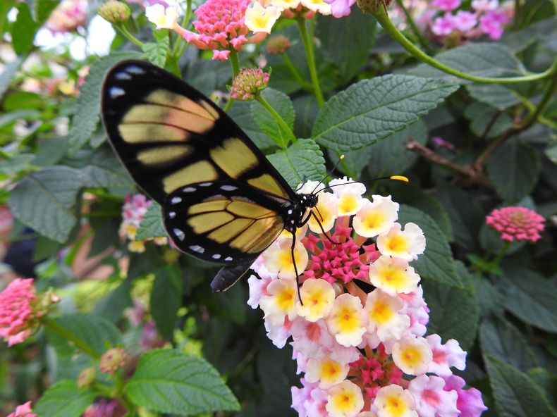 Las Lantanas son especies muy atractivas para mariposas. (avesargentinas.org.ar)..jpg