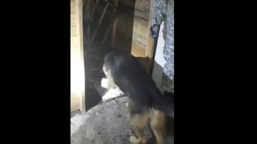 femicidio: asi detectaban los perros la presencia del cuerpo