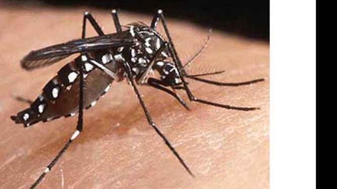 PELIGRO. El Aedes aegypti, transmisor de enfermedades..