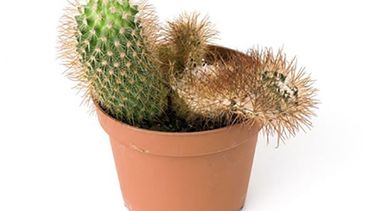 como salvar un cactus moribundo