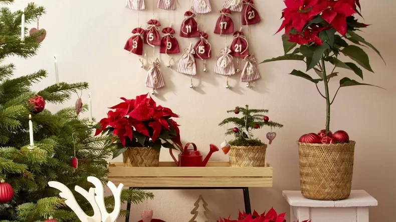 Plantas para decorar tu casa esta Navidad. (admagazine.com).