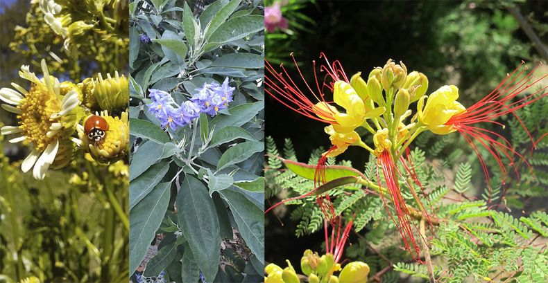 En primavera, mejor cultivar plantas nativas. (Para Tí)..jpg