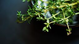 El Tomillo es un remedio natural para aliviar molestias respiratorias