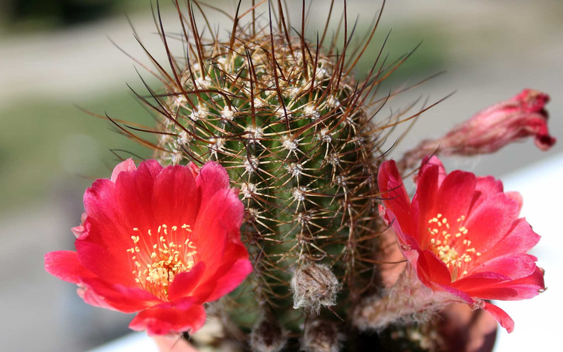 Cactus florecido. (naturalezatropical.com)..png
