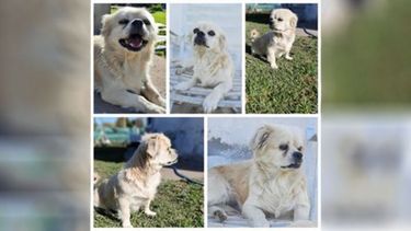 Se perdió el día domingo 4/9 alrededor de las 20 por el barrio Vicente López, calle Misiones esquina Pampa. La última vez que la vieron fue un chico en la calle Pampa  entre Moreno y Fermín Gamboa. Responde al nombre de Panchi, es de 10 años de edad de color manteca a blanco. Le faltan unos dientitos adelante. Es de tamaño chico, no es de raza, aclaro esto porque parece pequinés pero no lo es. Contactarse a estos números 1169443521/ 1153497385/ 1165719220..