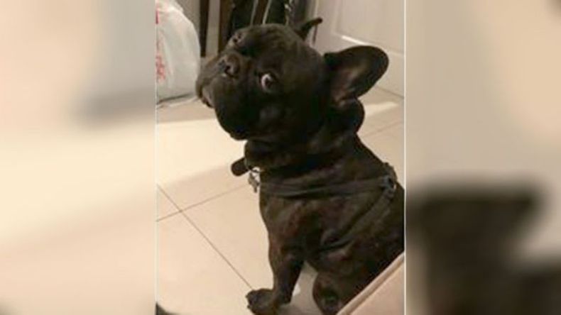 Se perdió Román, Mayling, Kilómetro 50. Si alguien lo ve por favor avisar al número 113235-1860. María..