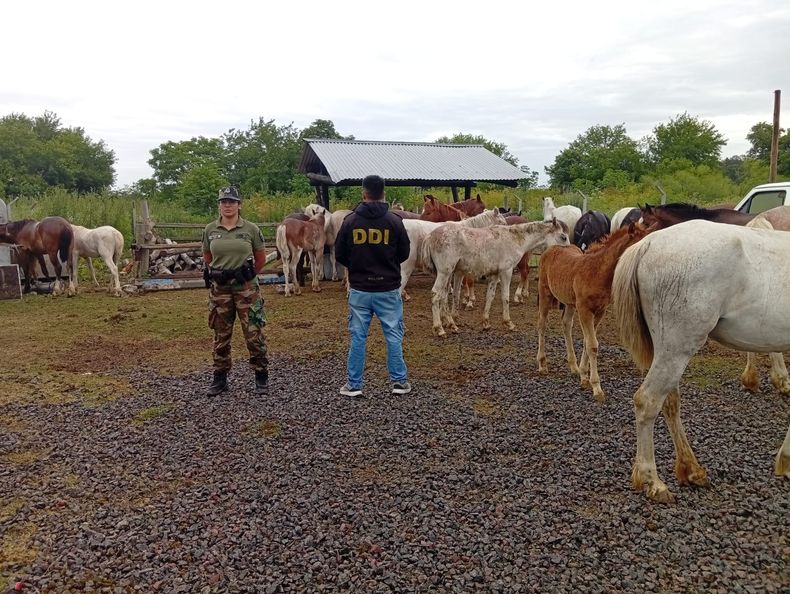 EN MALAS CONDICIONES. Así fueron encontrados los animales. Buscan a sus dueños.
