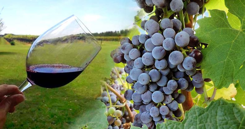 Finca Don Atilio. (infocañuelas.com)..jpg