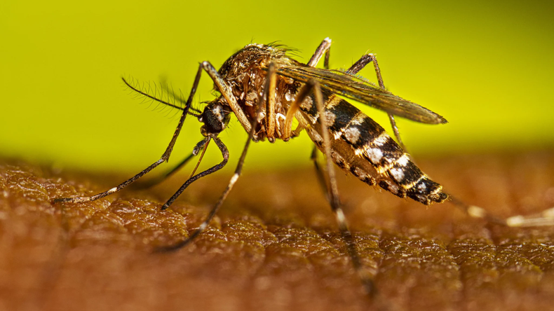 En el período interepidémico del 23 de junio de 2024 al 4 de enero de 2025 se registraron 16 casos confirmados de dengue en la Provincia.