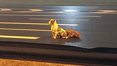 Foto en Panamericana altura Guido, Pilar. Gente, cuiden a sus mascotas, pónganle chapita, hay unas que son muy económicas. Amen y cuiden a sus mascotas. Sean responsables cuando deciden tener una mascota.No es solo tenerla y listo, tienen cuidados como alimentación, vacunas al día y veterinario. Seamos responsables. Flor Sbarbati rescató a la perrita hembra y ya está con su dueña. Pero la foto esta puesta también para que tomen conciencia de cuidar a sus perris. Perros Perdidos Pilar y Zona Norte P.P.P..