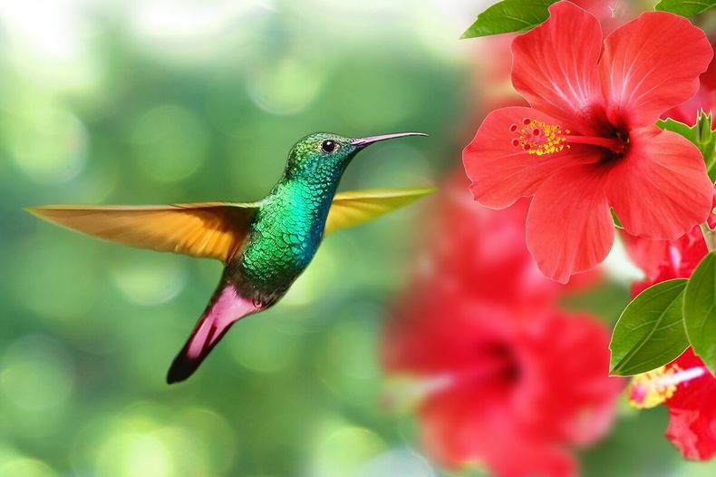 Los colibríes son considerados seres divinos. (opolzeivrede.ru)..jpg