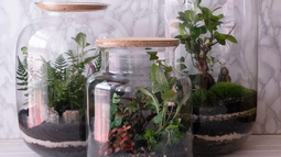 Cómo hacer un terrario: guía para crear tu propio jardín en miniatura