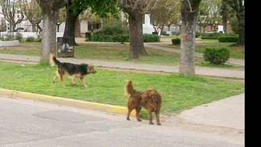 Los perros en las calles son una de las preocupaciones vecinales..