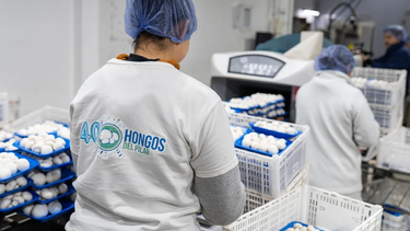 HONGOS DEL PILAR. La empresa sigue en plena expansión.