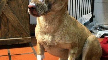 Más de 50 perros murieron en el incendio del refugio