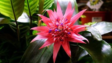 bromelia: una planta que te encantara