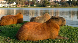 La Justicia frena la reubicación de carpinchos en Nordelta La Justicia frena la reubicación de carpinchos en Nordelta