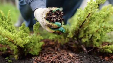 como abonar correctamente las plantas en otono